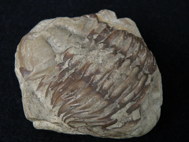 skamieniałości - stawonogi